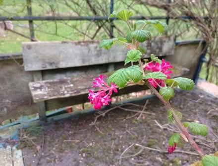 Photo of free Plant -Flowering current (Temple SL7) #1