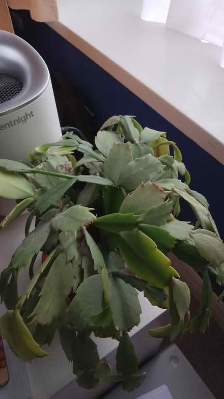 Photo of free Houseplants (Freehold LA1) #3