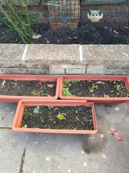 Photo of free 3 Matching Wall Planters & Plants (Hilsea Portsmouth PO2) #2