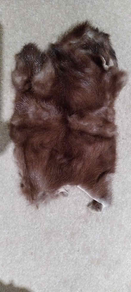 Photo of free Small piece of mink fur (Kennington OX1) #1