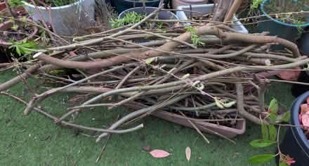 Photo of free Cut willow branch cuttings (The Camp AL4) #1