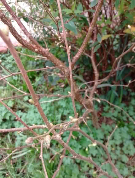 Photo of free Plant - hazel (Temple SL7) #1