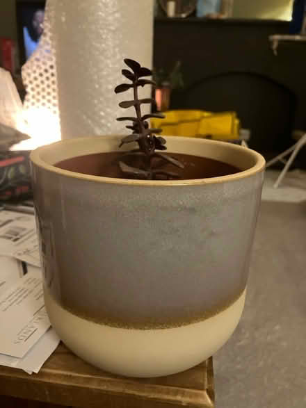 Photo of free Little plant and pot (Waddon) #1