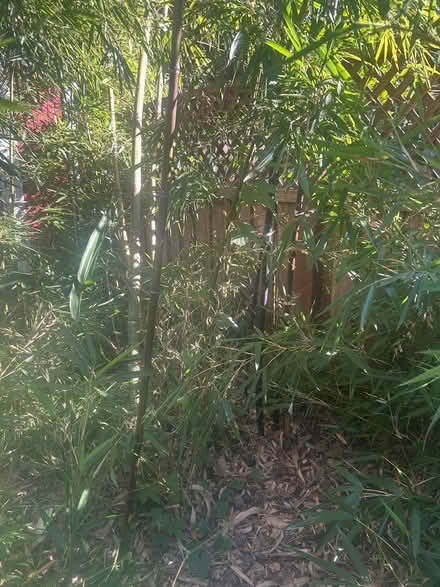 Photo of free 8' long, 2" diameter black bamboo (Palo Alto, near Cal Ave) #1