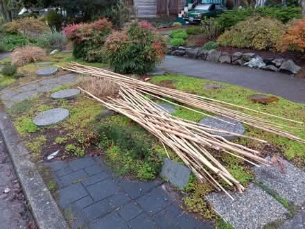 Photo of free Bamboo Poles (Ballard) #1