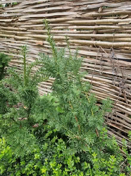 Photo of free Columnar (fastigate) yew (Northfield B31) #2