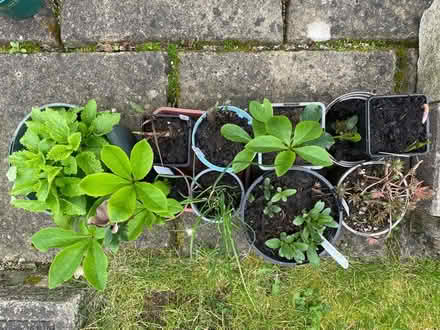 Photo of free Plants (Wickwar GL12) #1