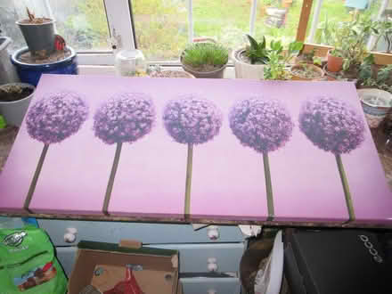 Photo of free Allium Canvas (Dublin 12) #3