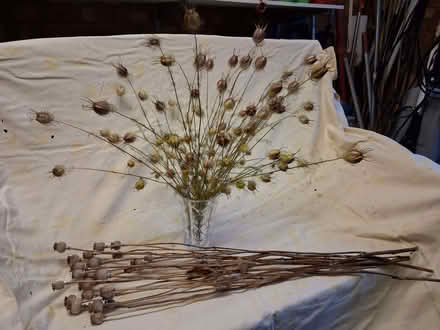 Photo of free Dried plants (Great Amwell SG12) #1