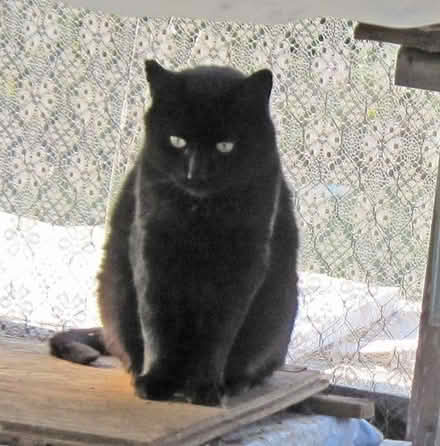 Photo of Friskies Canned cat food (Almonte (Dwyer Hill Area)) #1