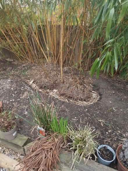 Photo of free Bamboo (De56) #1