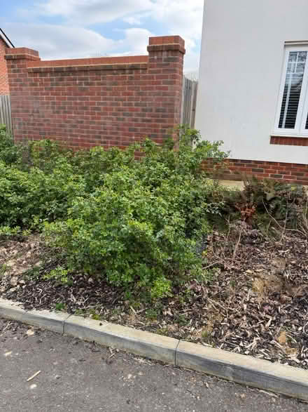 Photo of free Established rose/other bushes (TN39 Bexhill) #1