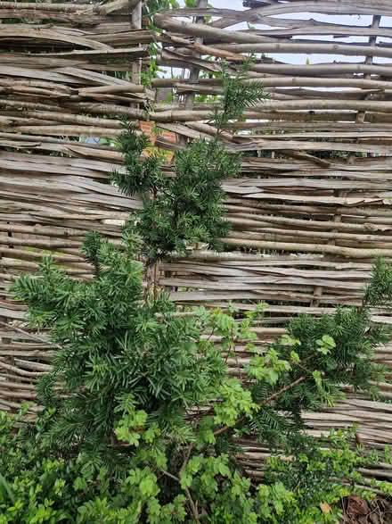 Photo of free Columnar (fastigate) yew (Northfield B31) #1