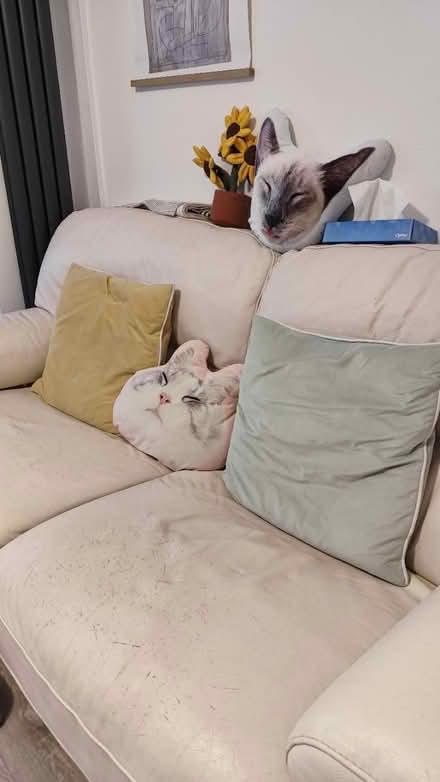 Photo of free 2-Seat Creamy Leather Sofa (L14) #3