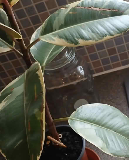 Photo of free Rubber plant (Gawthorpe) #2