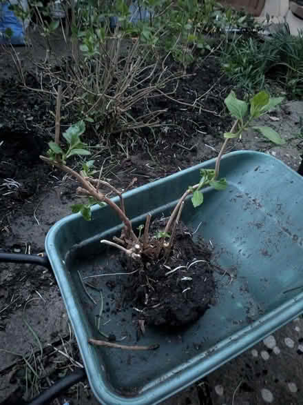 Photo of free Pink Hydrangea (Weston Park) #1
