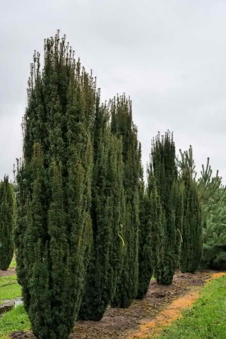 Photo of free Columnar (fastigate) yew (Northfield B31) #3