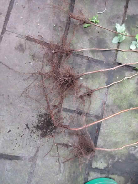 Photo of free Raspberry Canes (Dublin 12) #2