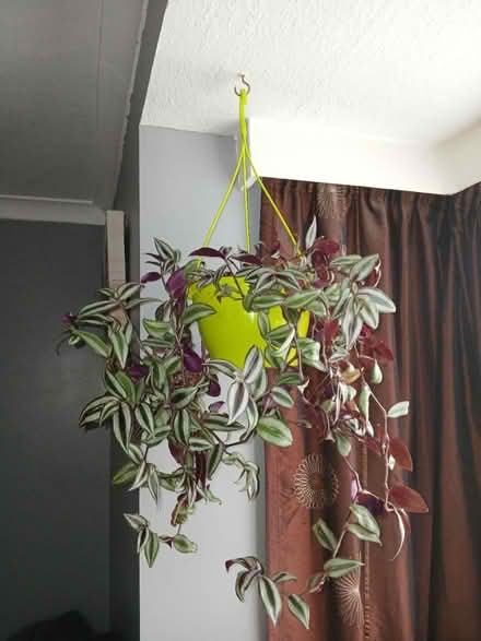 Photo of free Trailing indoor plant (Henlow SG16) #1