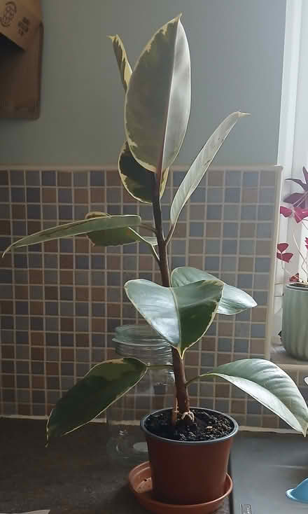 Photo of free Rubber plant (Gawthorpe) #1