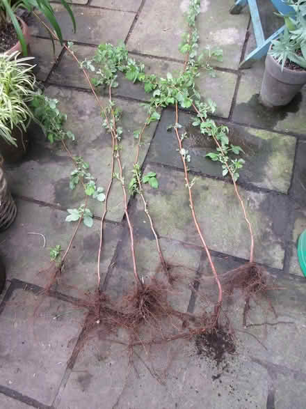 Photo of free Raspberry Canes (Dublin 12) #1
