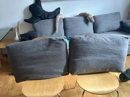 Photo of free Large sofa pillows with cover (Plaistow E13) #3