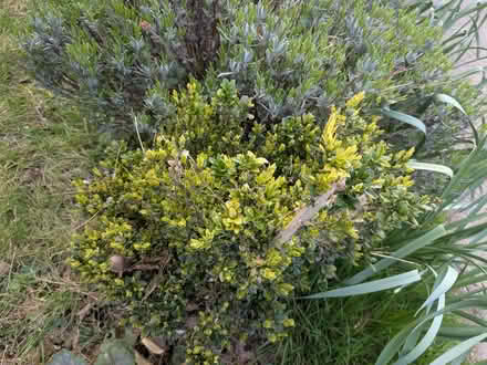 Photo of free Box shrub (St Albans AL4) #1