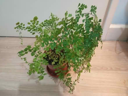 Photo of free Maidenhair fern (islington N1) #1