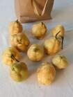 Photo of free Quinces - Yarralumla #1