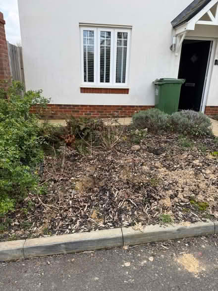 Photo of free Established rose/other bushes (TN39 Bexhill) #3