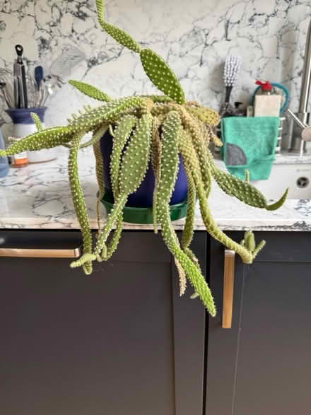 Photo of free Cactus (Haymarket/West End EH12) #1