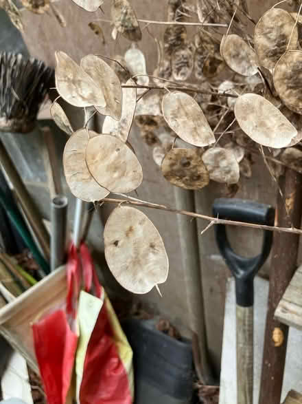 Photo of free Honesty seed pods for dry flower arrangements (Penrith CA11) #2