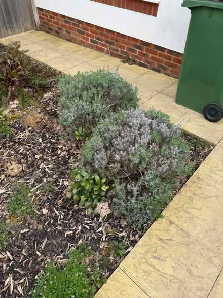 Photo of free Established rose/other bushes (TN39 Bexhill) #4