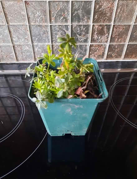 Photo of free Woodruff cutting (Morden SM4) #2