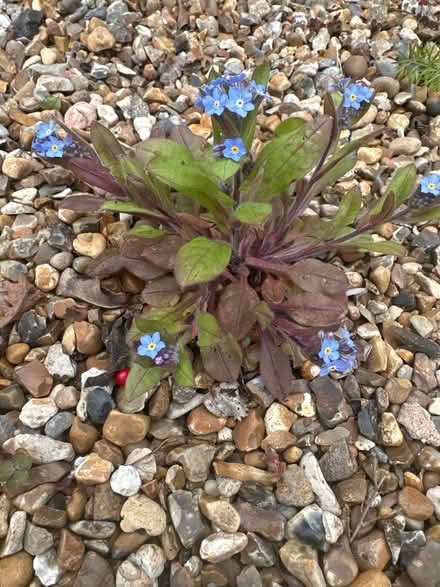 Photo of free Forget me knots plants x3 (CO4 9 Colchester) #2