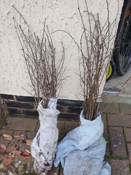 Photo of free Hedge saplings (Nascot Wood WD24) #2