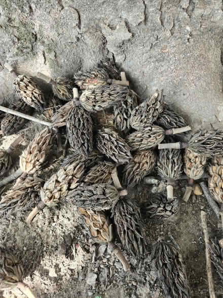 Photo of free Magnolia Pods (Elkton) #1