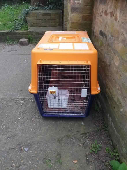 Photo of free Animal carry crate (Lewisham SE13) #1
