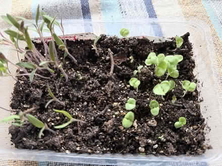 Photo of free seedlings, basil and paste tomatoes (near Gage Pk, Hamilton) #1
