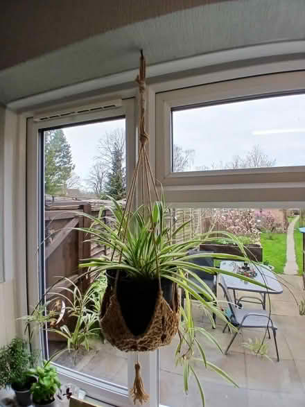 Photo of free Spider plant (Henlow SG16) #1
