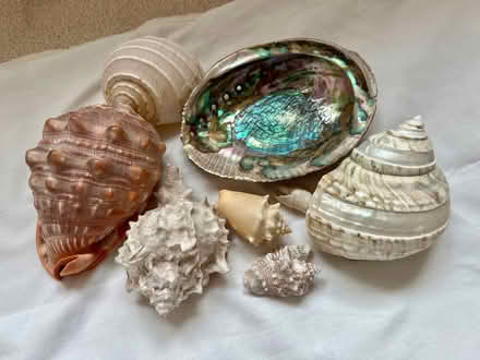 Photo of free Aquarium shells (Waterlooville PO7) #1