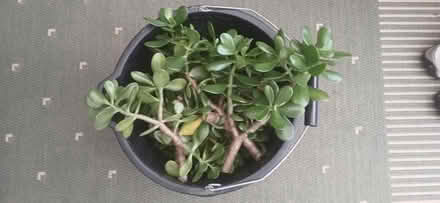 Photo of free Jade plant cuttings (Walsall wood WS9) #1