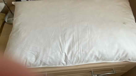 Photo of free Two duck feather pillows (Harlow CM18 staple tye) #1