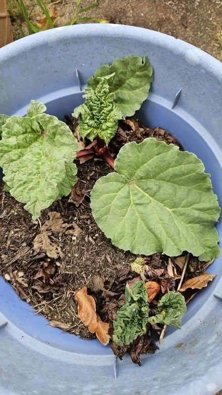 Photo of free Rhubarb (Purley on Thames RG31) #1