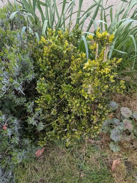 Photo of free Box shrub (St Albans AL4) #2