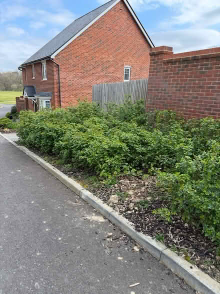 Photo of free Established rose/other bushes (TN39 Bexhill) #2