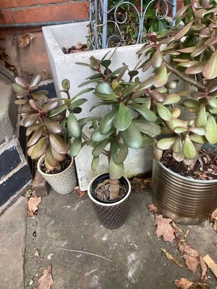 Photo of free Money plants (Nottingham the Park NG7) #1
