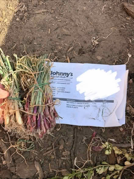 Photo of free 25 red and 5 yellow onion starts (Philadelphia/South Jersey) #1