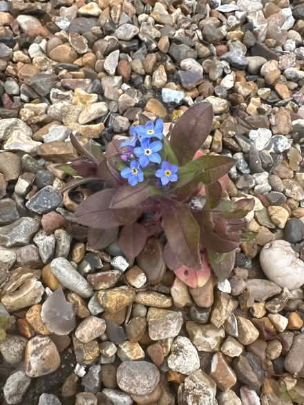 Photo of free Forget me knots plants x3 (CO4 9 Colchester) #1