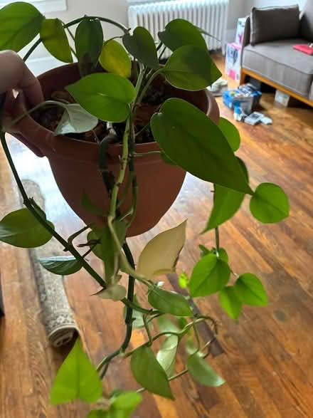 Photo of free Potted Plants (Stanton Park) #3